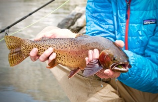 Cutthroat Trout Fishing Wyoming
